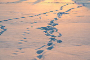 Fresh boots footprints in the snow on the lake ice in sunset light in winter evening.