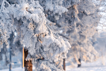 Tree outdoor with Christmas decoration on a winter background