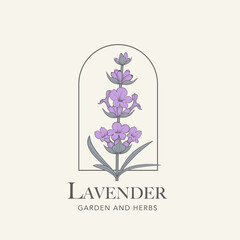 Lavender flower vector logo. Floral design label