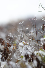 Remnants of autumn leaves and branches with raindrops in close-up. The first frosts in nature.Gloomy autumn in November in the park.Vertical photo