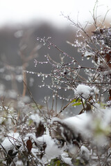 Remnants of autumn leaves and branches with raindrops in close-up. The first frosts in nature.Gloomy autumn in November in the park.Vertical photo