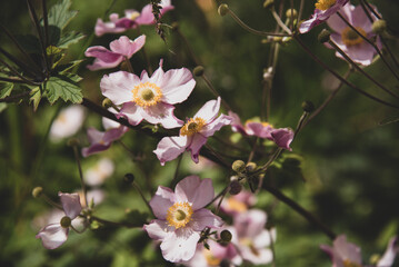 Anemone pink flowers in the garden