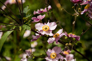 Anemone pink flowers in the garden