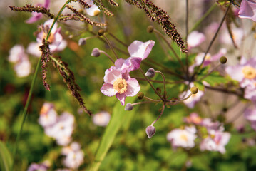 Anemone pink flowers in the garden