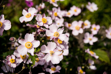 Anemone pink flowers in the garden