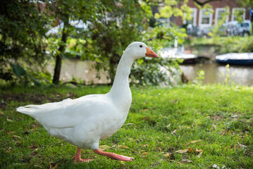white goose on the grass