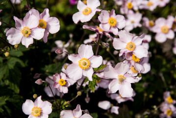 Obraz premium Anemone pink flowers in the garden
