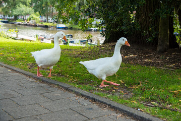 two white geese on the grass