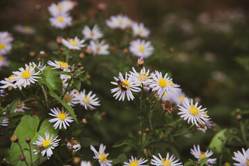 Obraz premium bee sitting on the daisy flower 