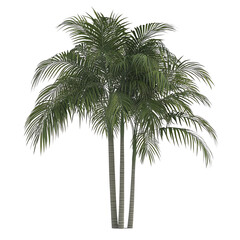 Fototapeta premium Lush tropical palm tree with vibrant green fronds, perfect for enhancing outdoor and indoor spaces.