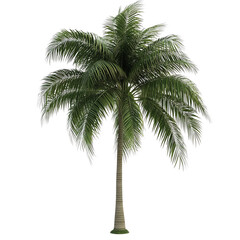 A tall, lush palm tree featuring vibrant green fronds that offer a tropical and serene atmosphere.