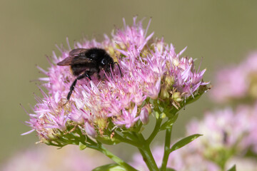 Bombus lapidarius, bombo,  su fiore nel prato di casa.
