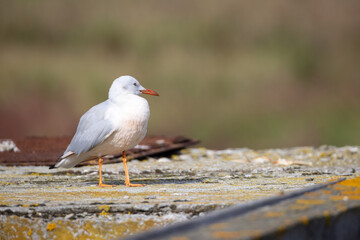 Gabbiano roseo (Chroicocephalus genei) nel parco del delta del Po.