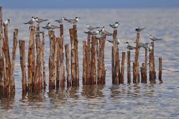 Common Tern (Sterna  Hirundo) arranged on wooden poles along the seashore.
Thailand 