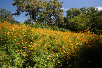 Yellow Cosmos Garden in Olympic Park