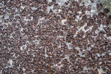 Lasallia lichens on stone in Altai natural environment. Natural lichens background.