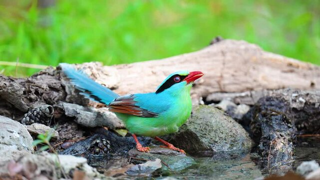 Common green magpie in pond birdwatching in the forest.
