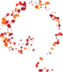 Rose petals or sakura flying petals, romantic background with realistic pink cherry flower petals flow or falling motion. Love, romance, floral spring season