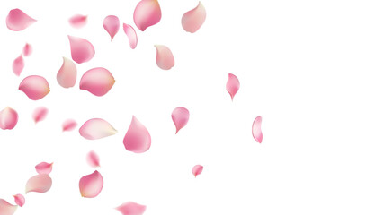 Rose petals or sakura flying petals, romantic background with realistic pink cherry flower petals flow or falling motion. Love, romance, floral spring season,cherry blossom