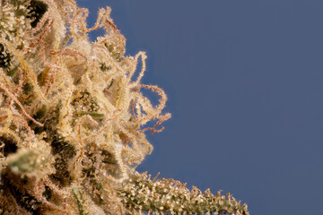 Ultra macro detail of the flower of a White Widow cannabis plant isolated on blue