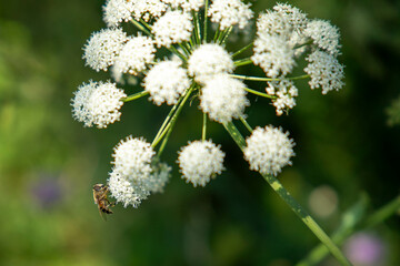 Schwebfliege auf weißer Blüte