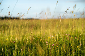 Spätsommerliche Wiese