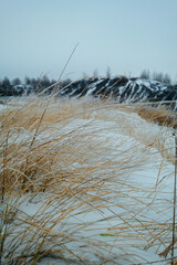 Dry grass under the snow