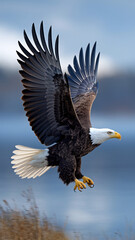 Obraz premium Majestic Bald Eagle in Flight - Capturing the Power and Grace of Nature's Apex Predator