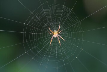 Fototapeta premium _ . Spider Silk Gossamer