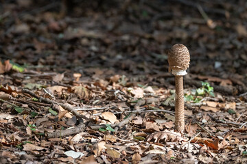 Mazza di tamburo, fungo selvatico nel bosco di Mesola.