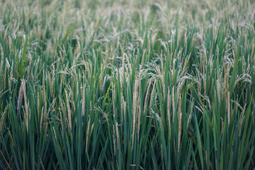 green wheat field
