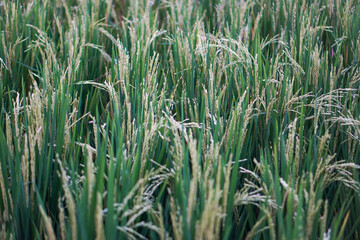 Fototapeta premium green wheat field