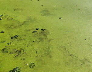 Texture of Green Swamp Surface