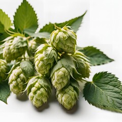Fototapeta premium Green hops on a transparent background 