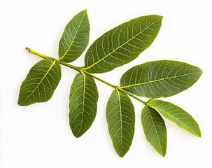Obraz premium A branch with five green leaves, isolated on a white background.