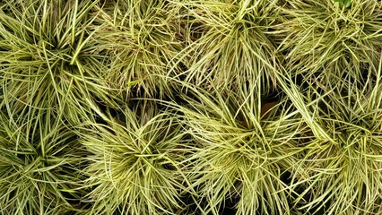 Green grass foliage texture background