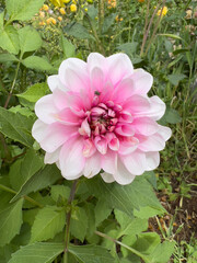 Zooming in for a closeup of a beautiful flower blossom in a garden in Shangri-La in Western China 