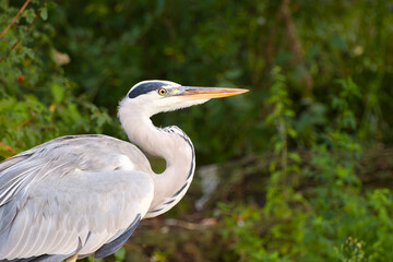 grey heron close-up portrait