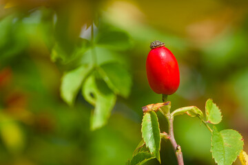 red rose hip on a twig on a sunny autumn day close-up