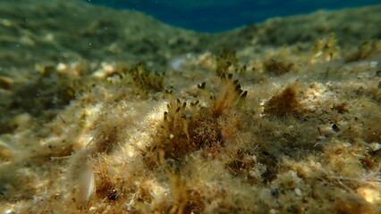 Cyanobacteria marine sludge-weed or brush weed (Symploca hydnoides) undersea, Aegean Sea, Greece, Halkidiki, Kakoudia beach