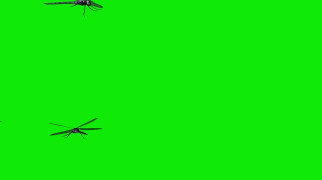 Dragonfly Swarm - Flying In and Out Around Screen Loop - Green Screen - Realistic 3D animation isolated on chroma key background