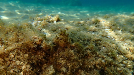 Cyanobacteria marine sludge-weed or brush weed (Symploca hydnoides) undersea, Aegean Sea, Greece, Halkidiki, Kakoudia beach