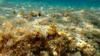 Cyanobacteria marine sludge-weed or brush weed (Symploca hydnoides) undersea, Aegean Sea, Greece, Halkidiki, Kakoudia beach