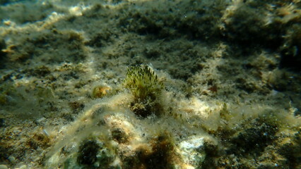 Cyanobacteria marine sludge-weed or brush weed (Symploca hydnoides) undersea, Aegean Sea, Greece, Halkidiki, Kakoudia beach