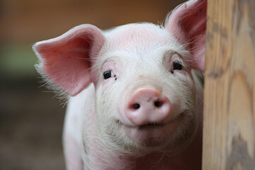Fototapeta premium Young pigs face peeks from behind wood, curious and innocent expression