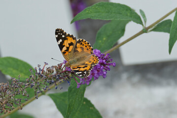 Painted Lady (Vanessa cardui) butterfly perched on summer lilac in Zurich, Switzerland