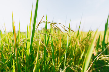 Fototapeta premium Rice field in Thailand.