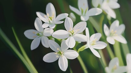Obraz premium Elegant White Starflowers Blooming in Lush Green Foliage