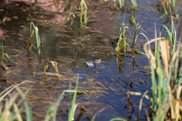Blue frog on the surface of a swamp. The blue-tailed frog- rana arvalis at the time of mating sits on the surface of the pond. Its image is reflected in the water. The background has a beautiful bokeh