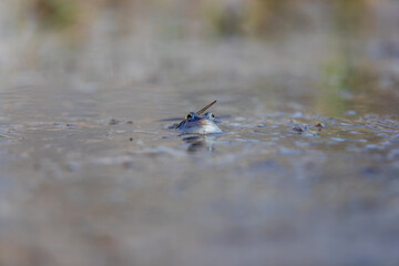 Blue frog on the surface of a swamp. The blue-tailed frog- rana arvalis at the time of mating sits on the surface of the pond. Its image is reflected in the water. The background has a beautiful bokeh